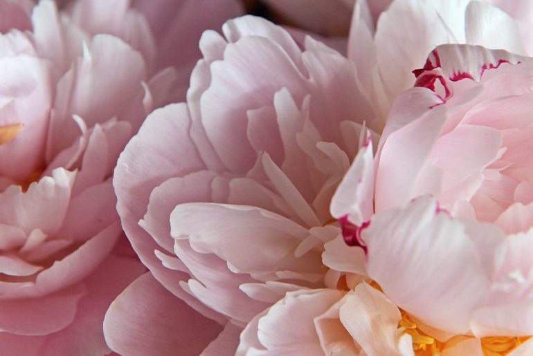 pink peonies