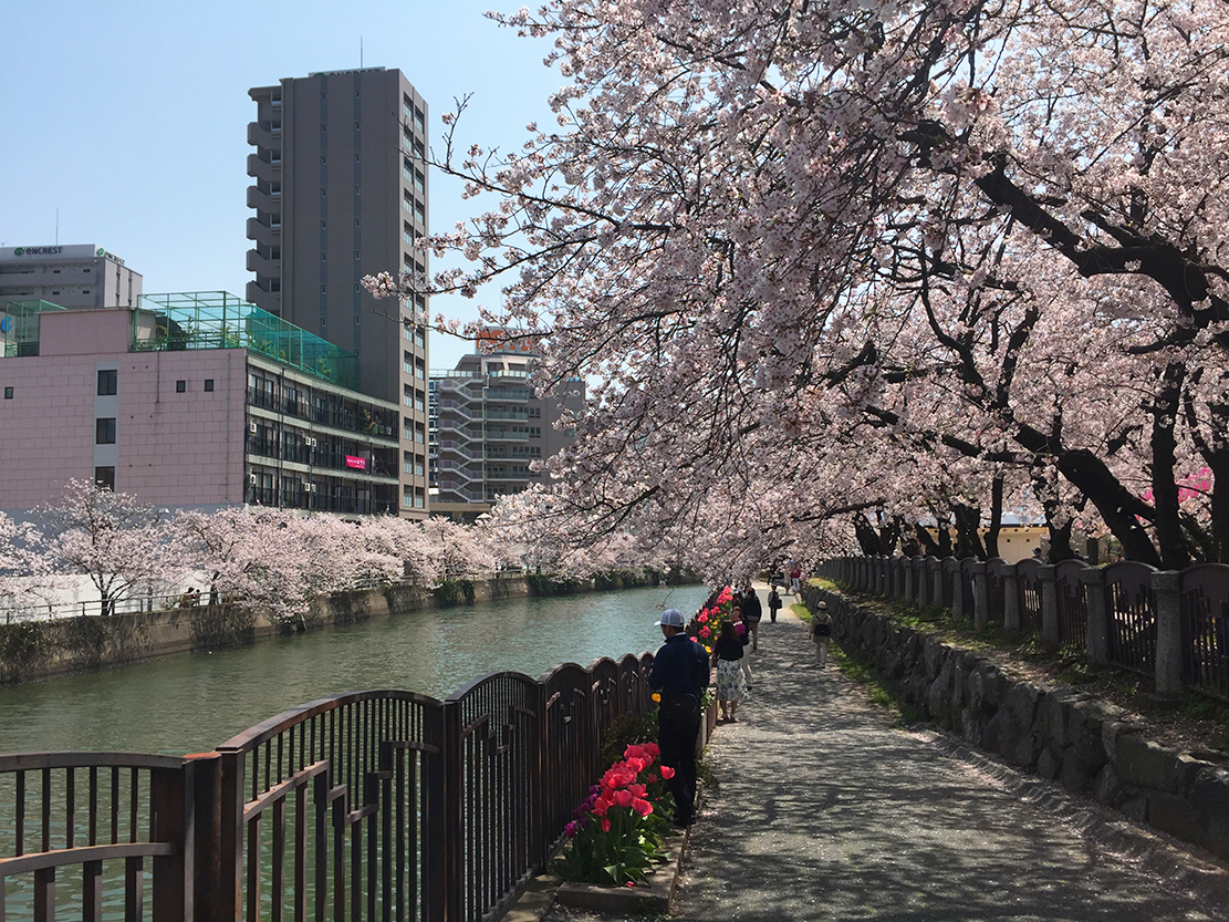 Cherry Blossom Pink as Color Inspiration for Personal Spaces