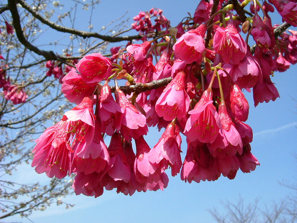 Cherry Blossom Pink as Color Inspiration for Personal Spaces