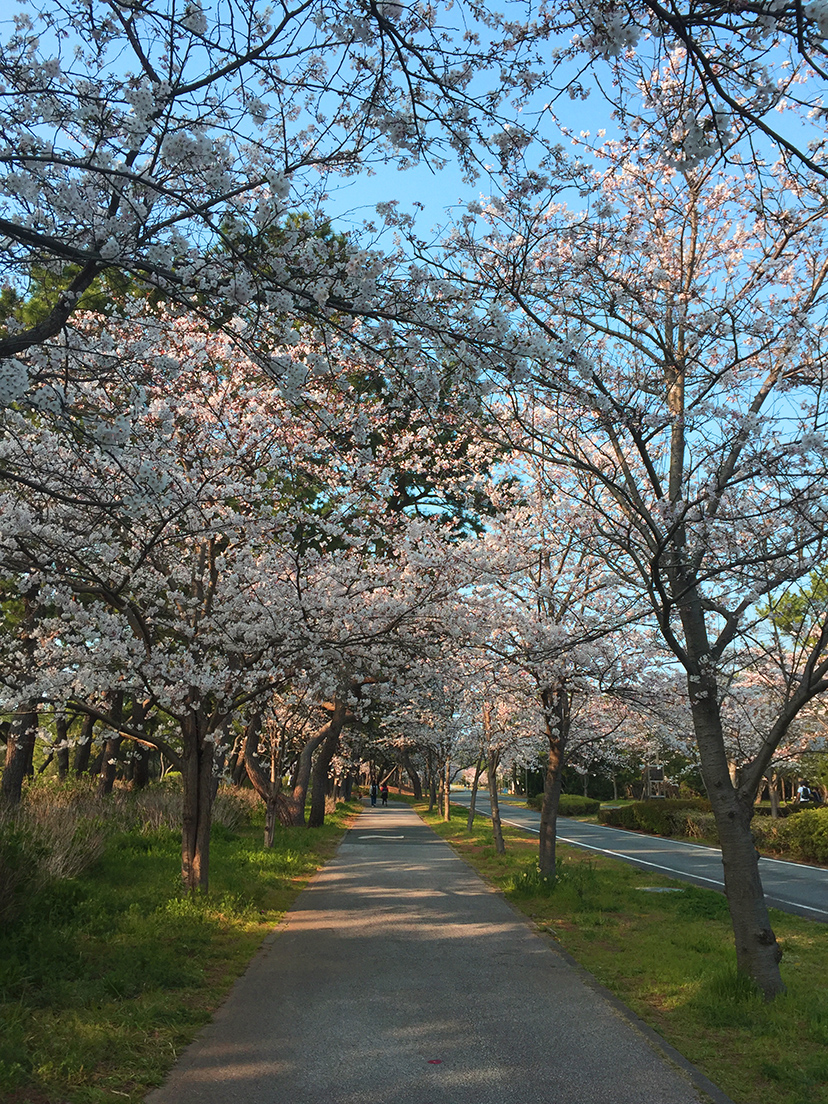 Cherry Blossom Pink as Color Inspiration for Personal Spaces