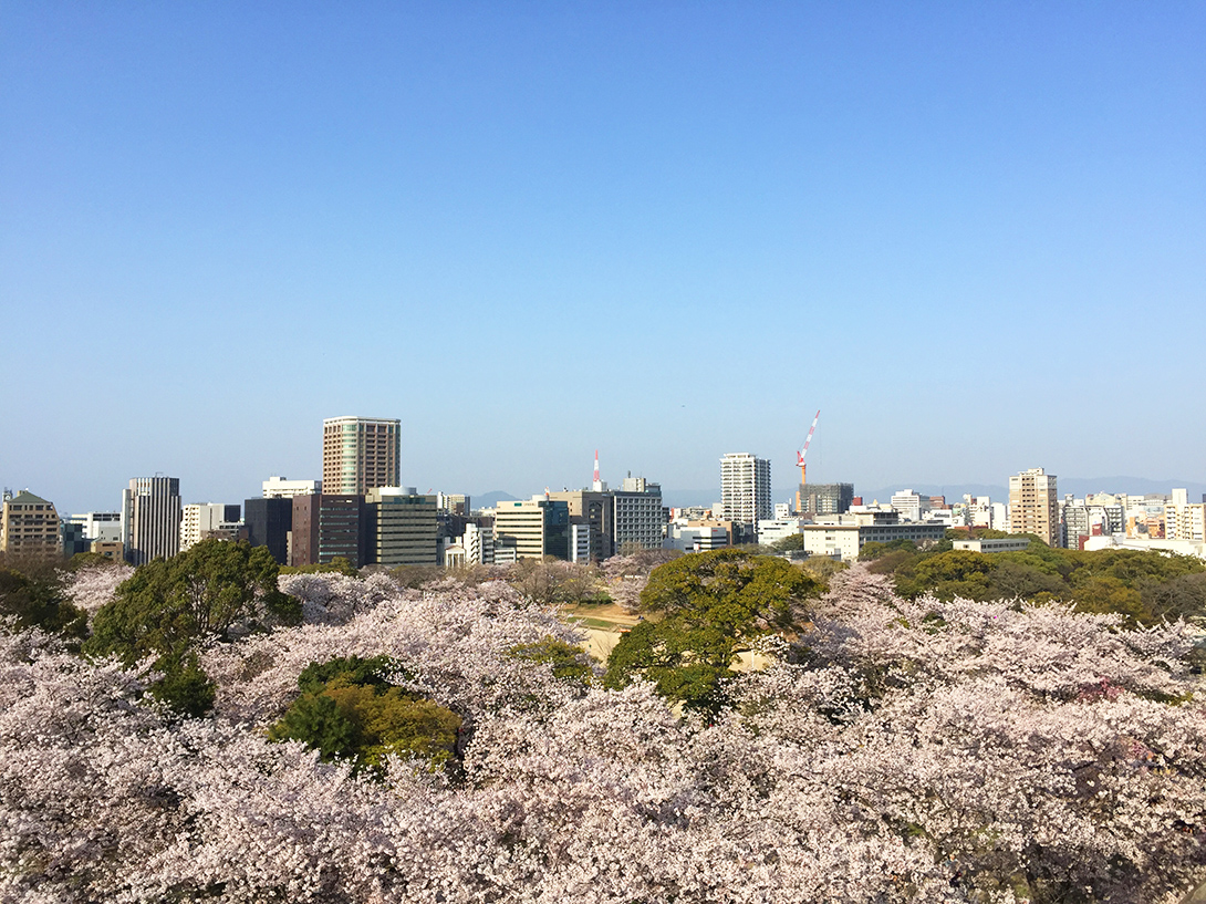 Cherry Blossom Pink as Color Inspiration for Personal Spaces