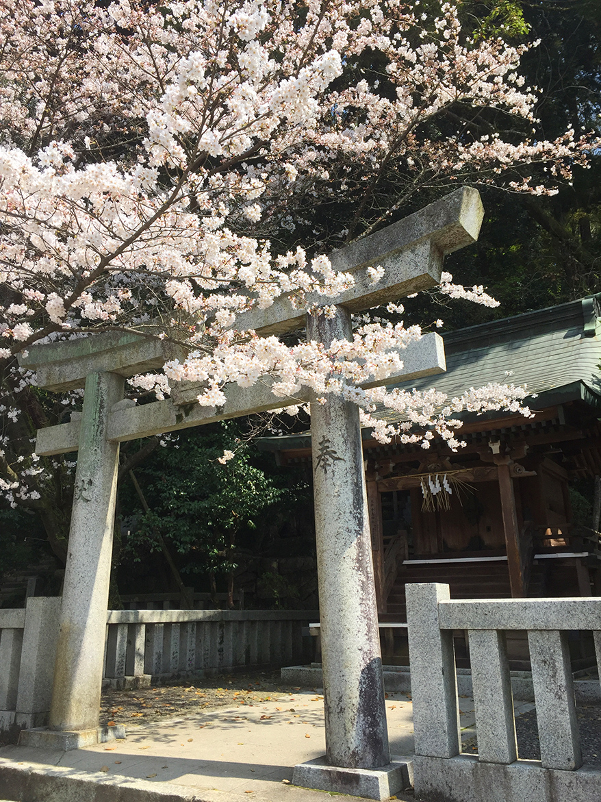 Cherry Blossom Pink as Color Inspiration for Personal Spaces