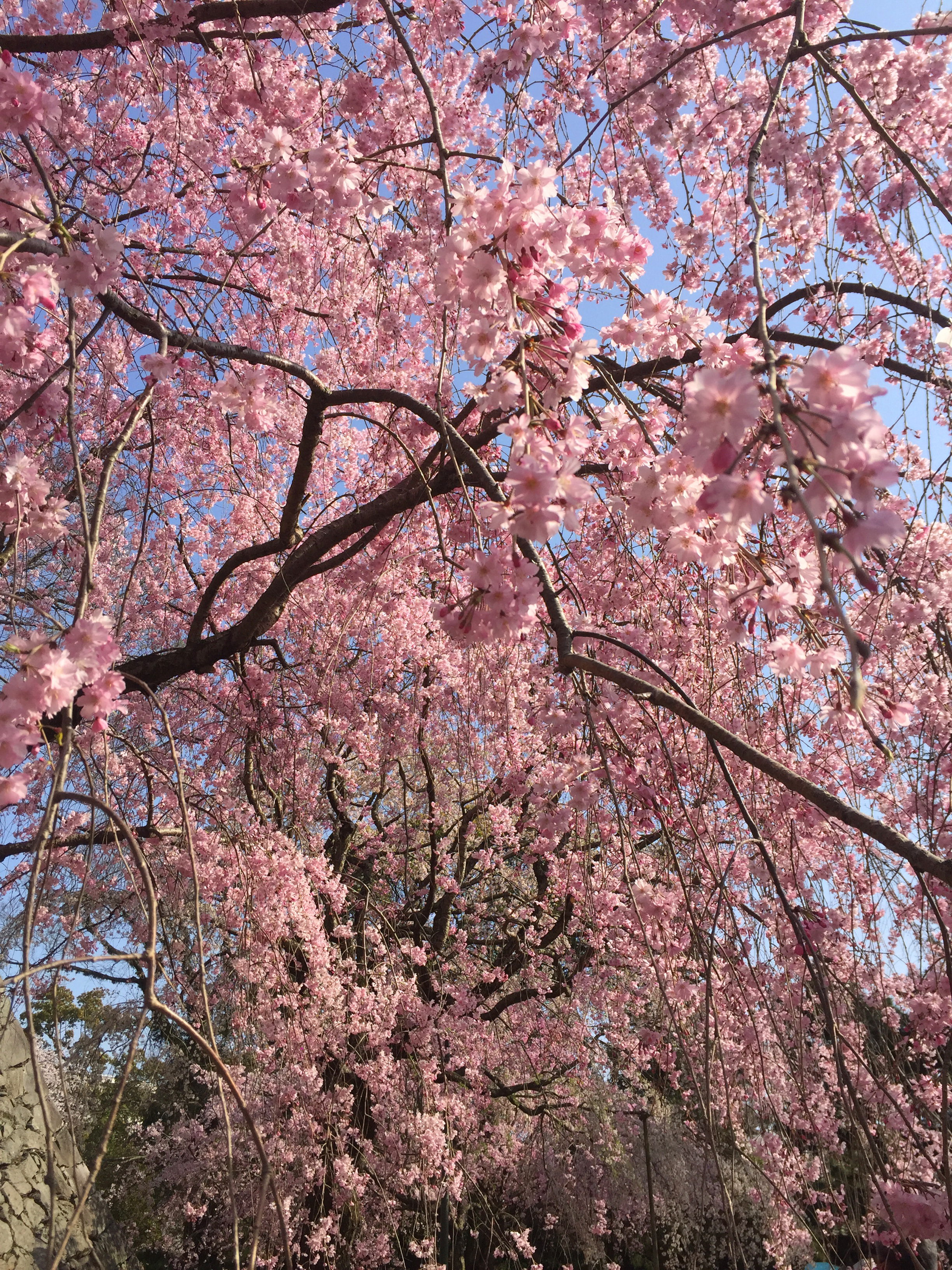 Cherry Blossom Pink as Color Inspiration for Personal Spaces