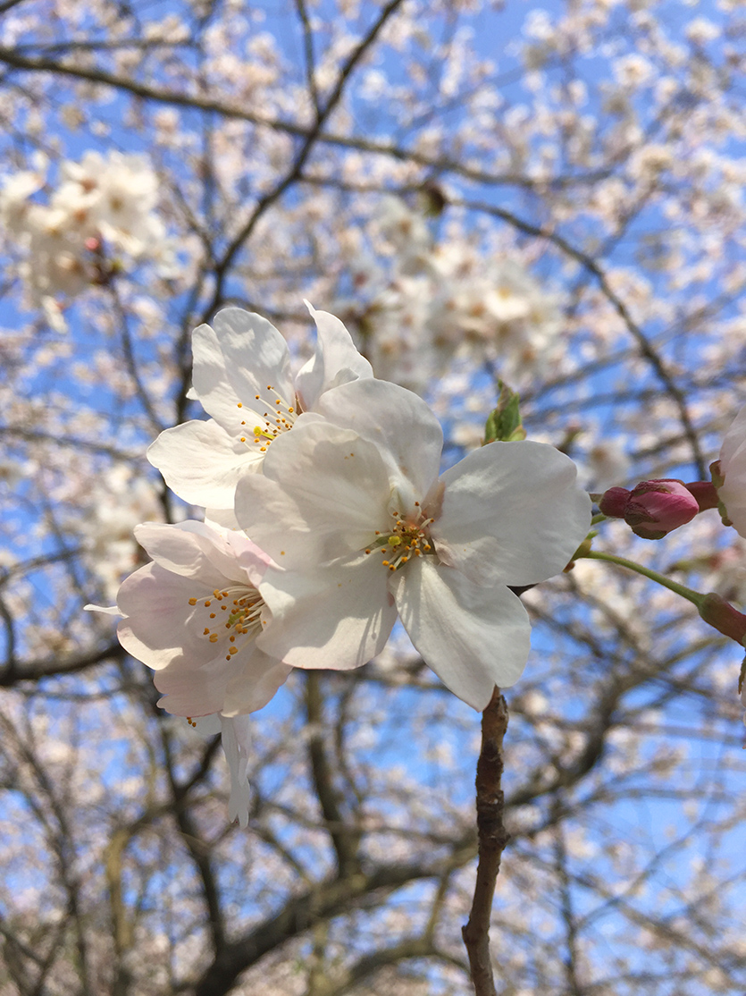 Cherry Blossom Pink as Color Inspiration for Personal Spaces