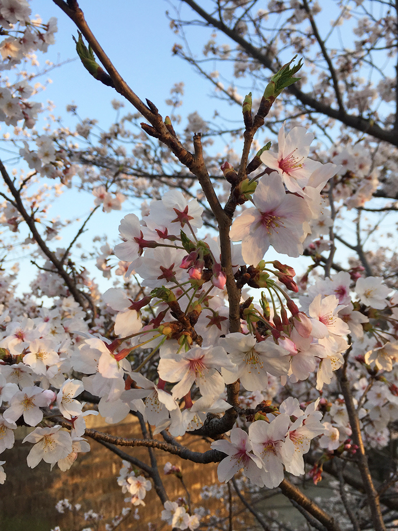 Cherry Blossom Pink as Color Inspiration for Personal Spaces