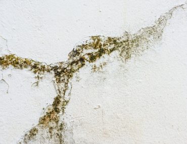 Common Painting Problems: What is Mildew?