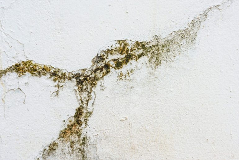 Common Painting Problems: What is Mildew?
