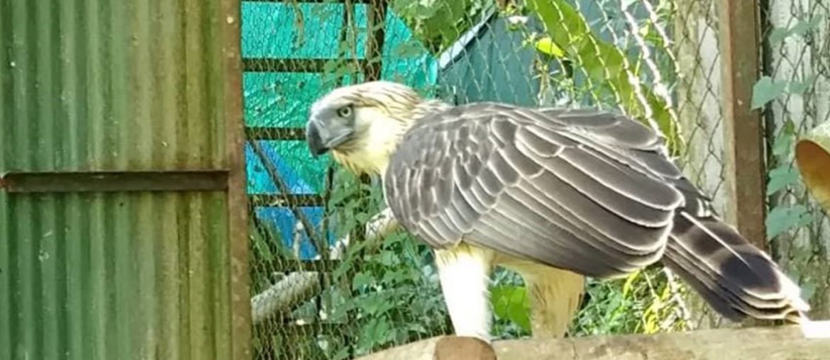 Boysen's adopted Pin-pin the Philippine Eagle