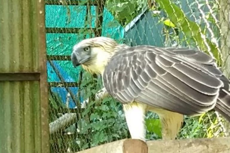 Boysen's adopted Pin-pin the Philippine Eagle