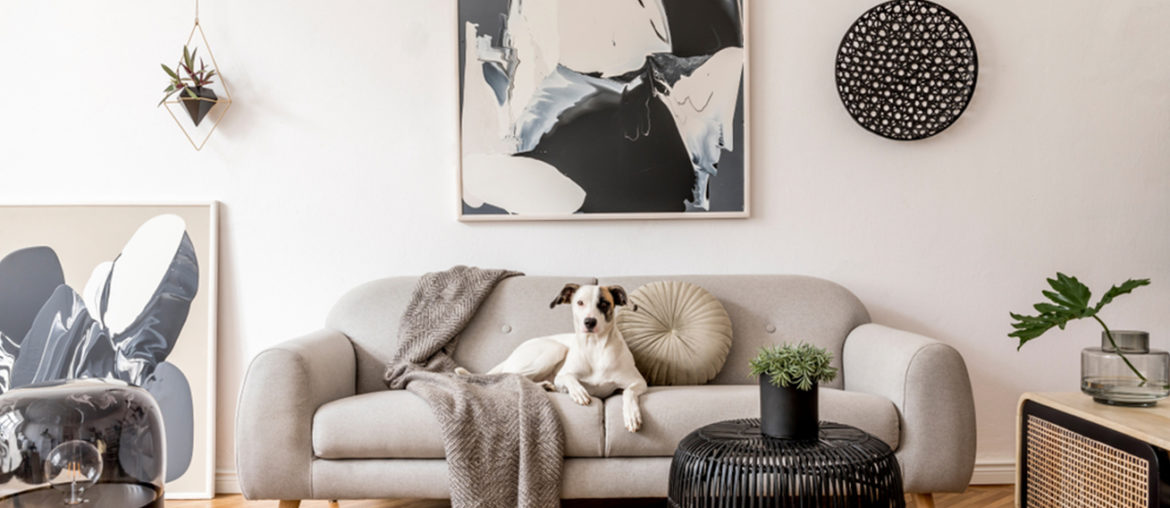 White interior with dog