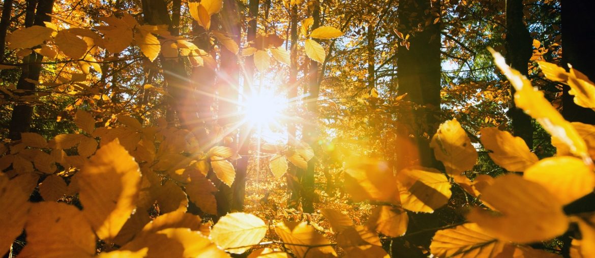 Close up of yellow leaves with the sunlight streaming through it and the forest