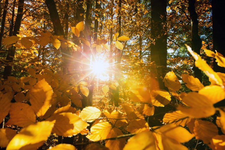Close up of yellow leaves with the sunlight streaming through it and the forest
