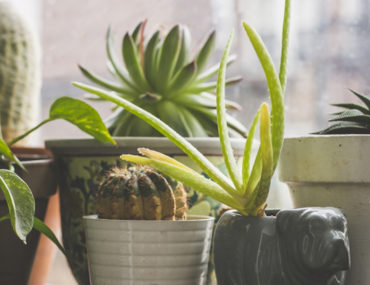 Homebound: The 'What Kind of Indoor Plant Are You' Quiz