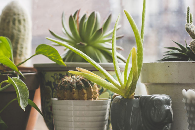 Homebound: The 'What Kind of Indoor Plant Are You' Quiz
