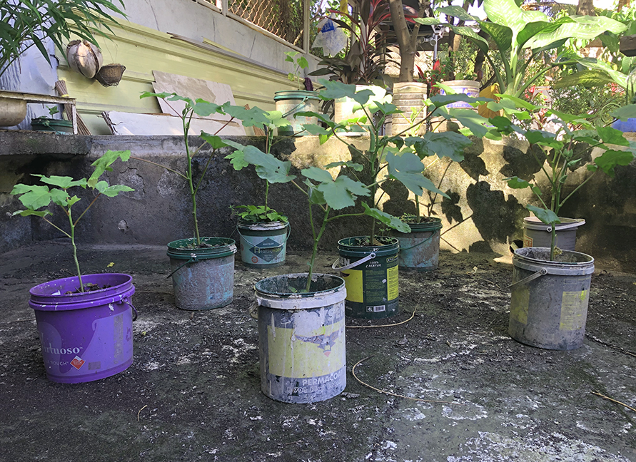 Upcycling Boysen Paint Cans: Paint Pots to Plant Pots | MyBoysen