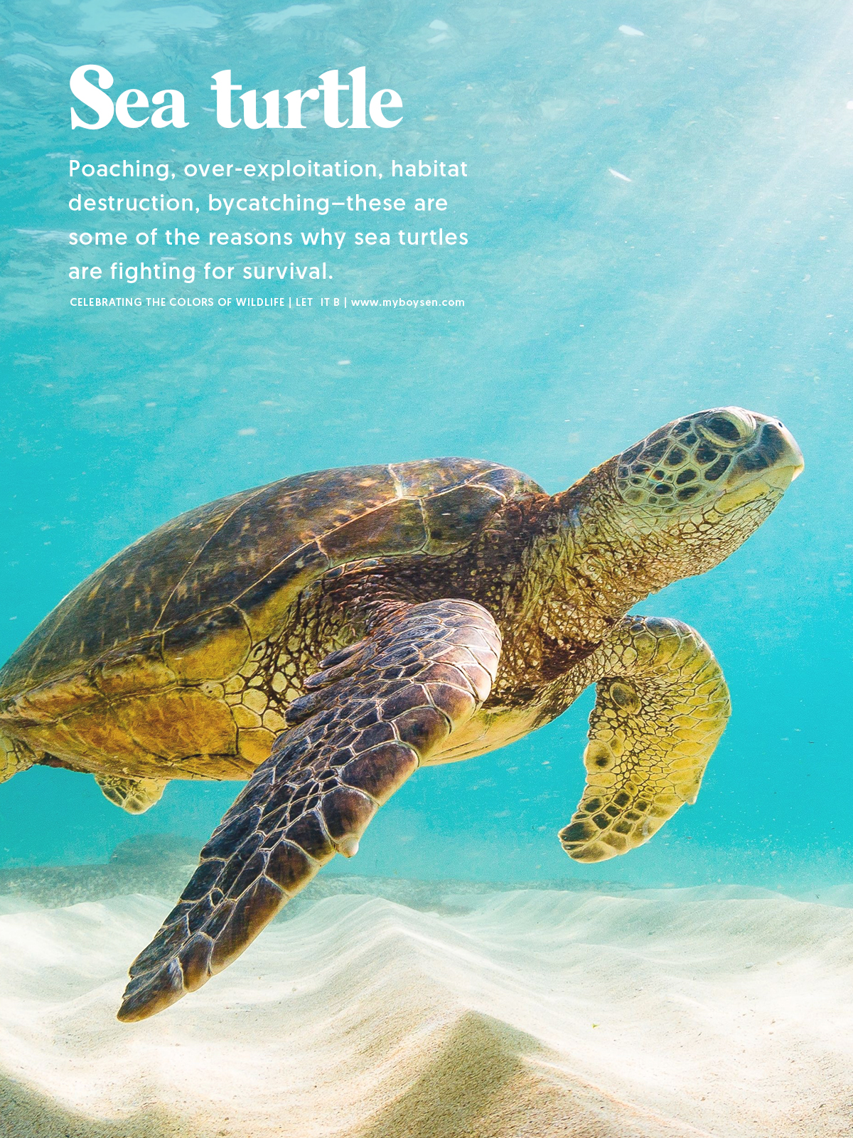 Celebrating the Colors of Wildlife | MyBoysen Celebrating the Colors of Wildlife | MyBoysen