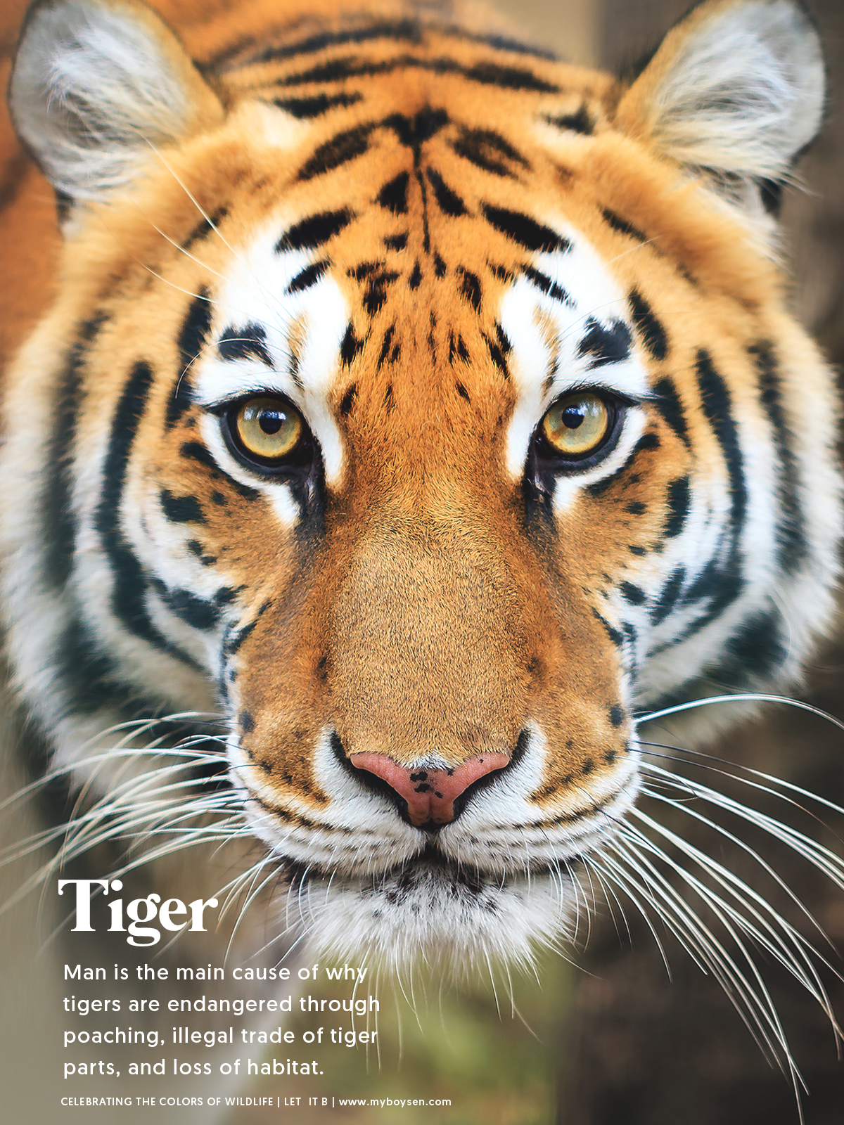 Celebrating the Colors of Wildlife | MyBoysen Celebrating the Colors of Wildlife | MyBoysen