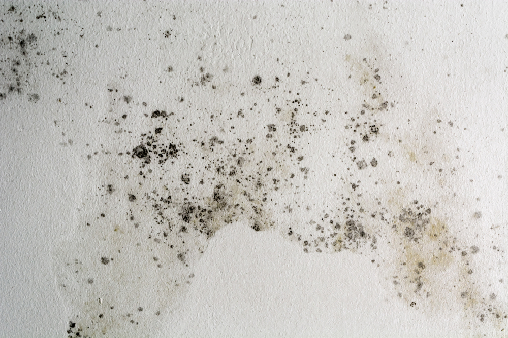 5 Most Common Paint Problems Caused By Water Seepage and Moisture | MyBoysen