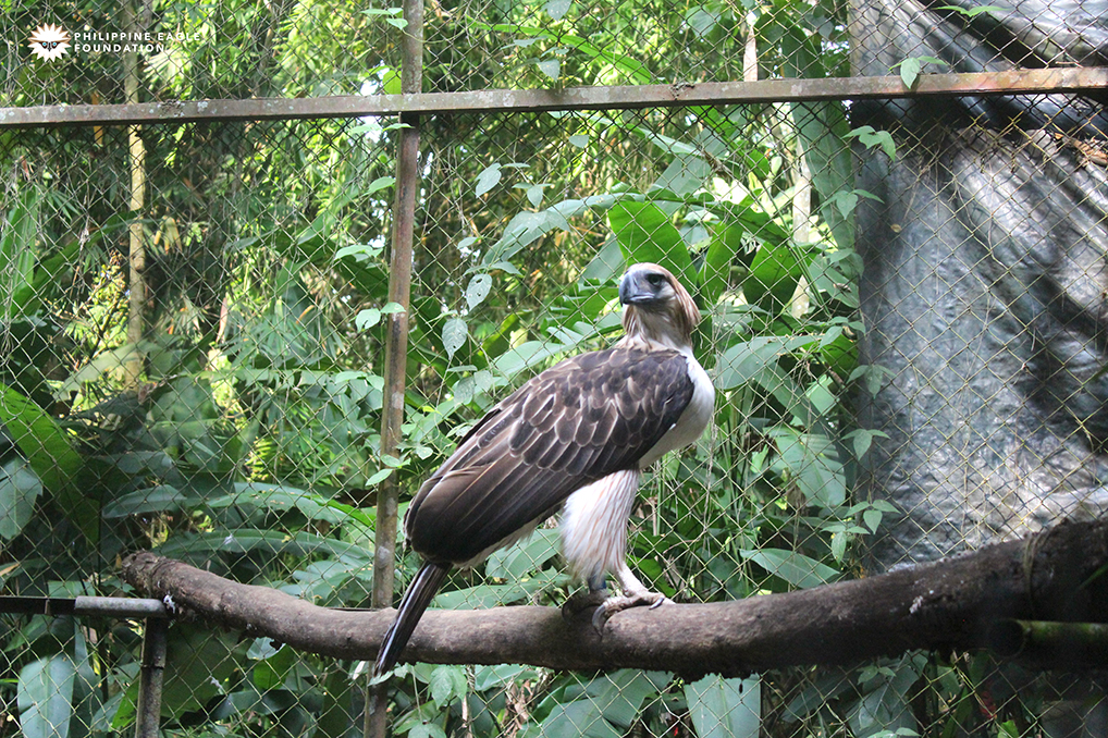 Happy Hatch-Day, Pin-Pin: 3 Fun Facts About the Philippine Eagle | MyBoysen