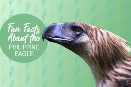 Happy Hatch-Day, Pin-Pin: 3 Fun Facts About the Philippine Eagle | MyBoysen