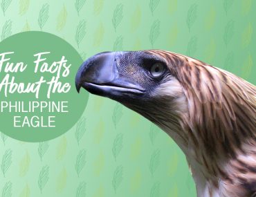Happy Hatch-Day, Pin-Pin: 3 Fun Facts About the Philippine Eagle | MyBoysen