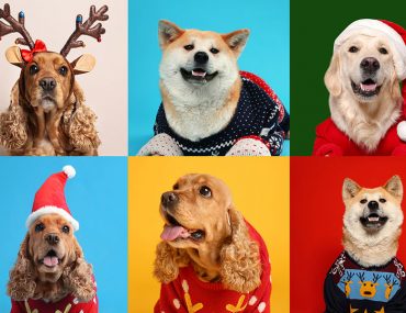 Quiz: Pick a Christmas Sweater and We'll Give You a Holiday Palette | MyBoysen