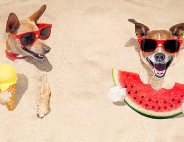 Quiz: Which Summer Cool Treat Are You? | MyBoysen