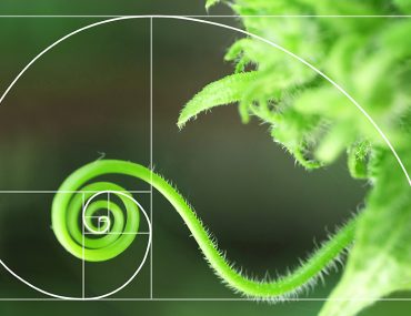 The Golden Ratio in Interior Design | MyBoysen