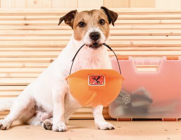 Pet Projects for your Pets | MyBoysen